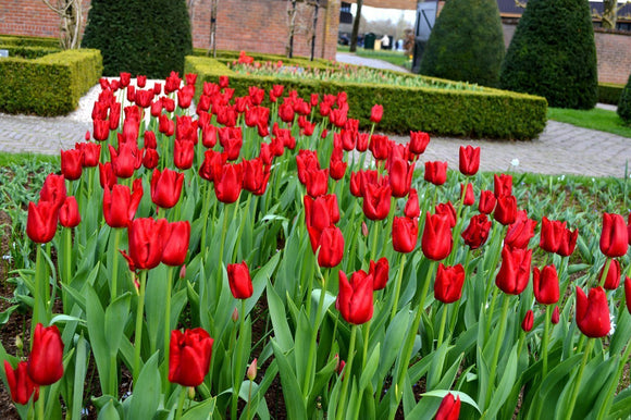 Tulip Bulbs - Red Power UK Delivery
