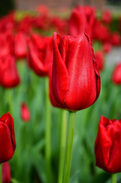 Tulip Bulbs - Red Power UK Shipping