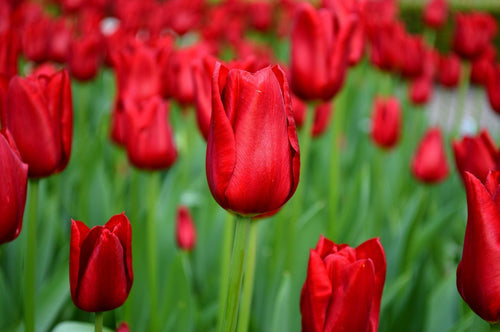 Red Triumph Tulip Bulbs - Red Power Flower Bulbs