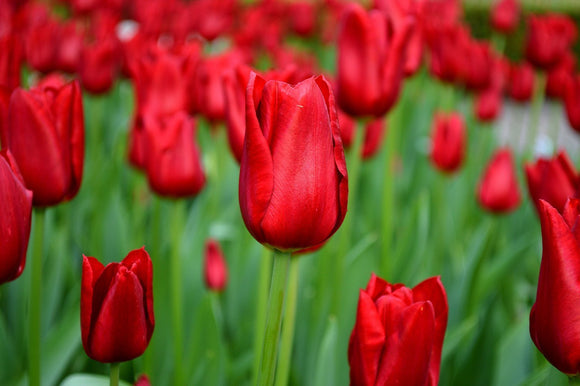 Red Triumph Tulip Bulbs - Red Power Flower Bulbs