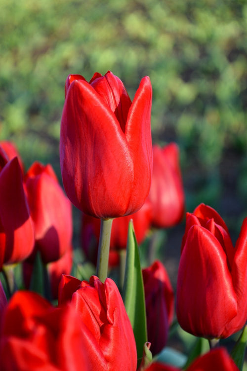 Tulip Bulbs Red Power