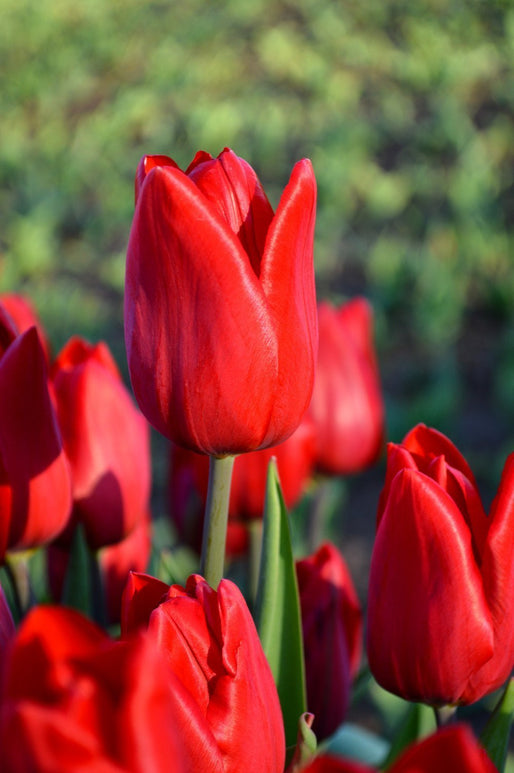 Tulip Bulbs Red Power