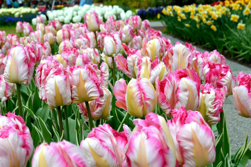 Buy Tulip Bulbs Parrot Pink Vision