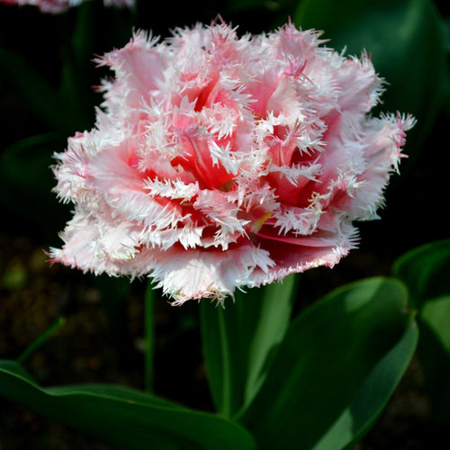 Tulip Bulbs Queensland