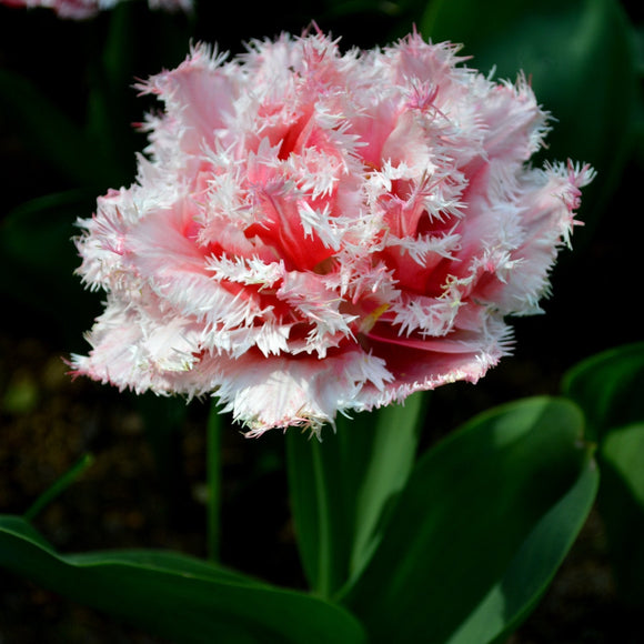 Tulip Bulbs Queensland