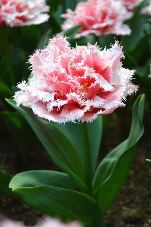 Tulip flower bulbs queensland