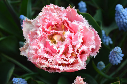 Tulip queensland bulbs UK shipping