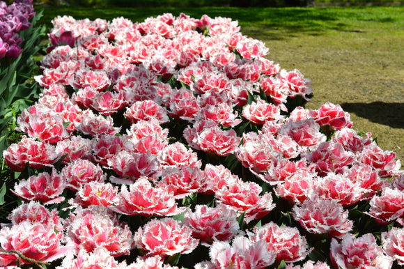 tulip queensland bulbs UK Delivery
