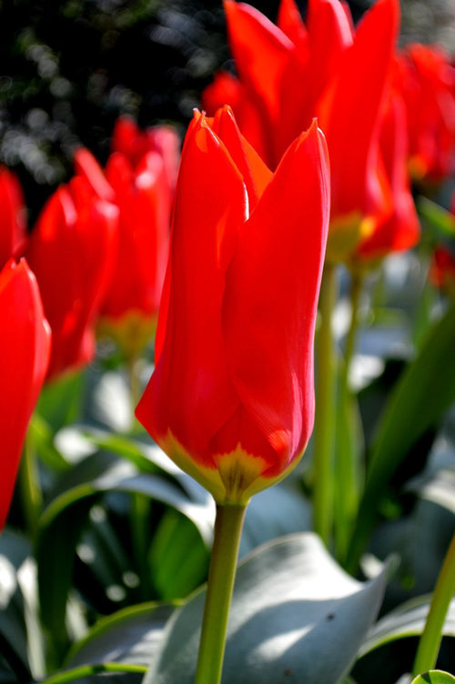 Tulip Bulbs Red Emperor