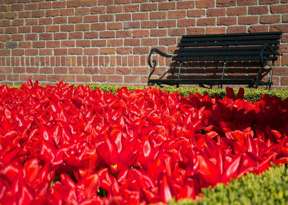 UK Delivery Tulip bulbs Red Emperor