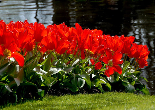 Buy Tulip Bulbs Red Emperor UK Delivery