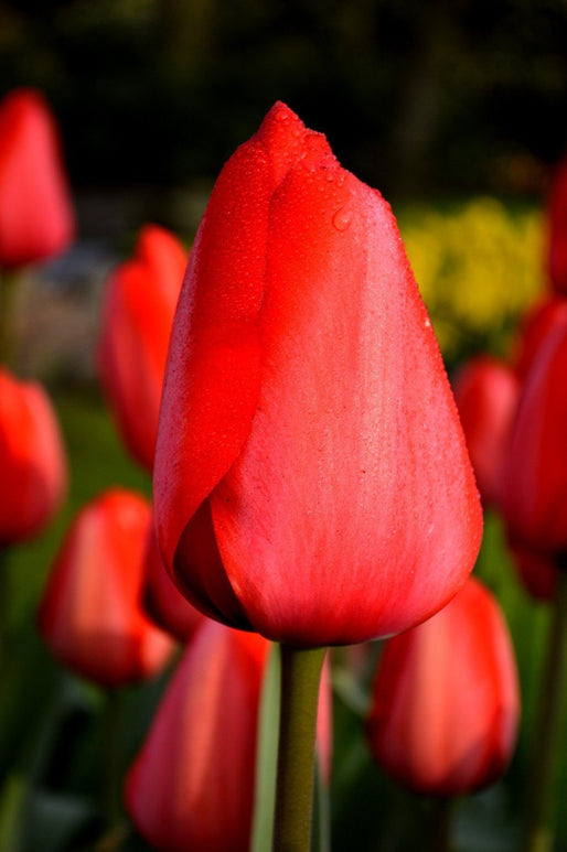 Tulip Bulbs Red Impression