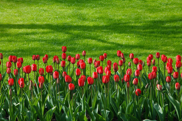 Jumbo Darwin Hybrid Tulip Red Impression