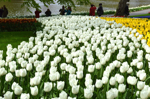 Tulip Royal Virgin Flower Bulbs