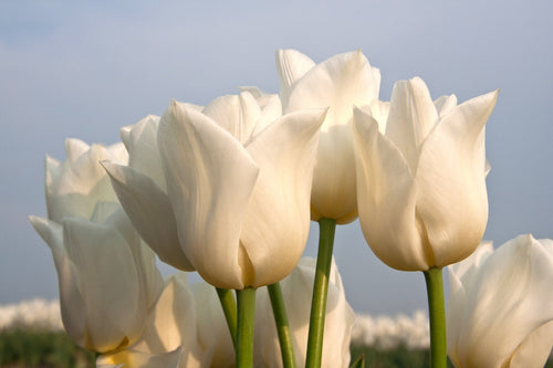 Tulip Bulbs Royal Virgin