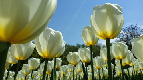 Buy Tulip Bulbs Royal Virgin UK Delivery