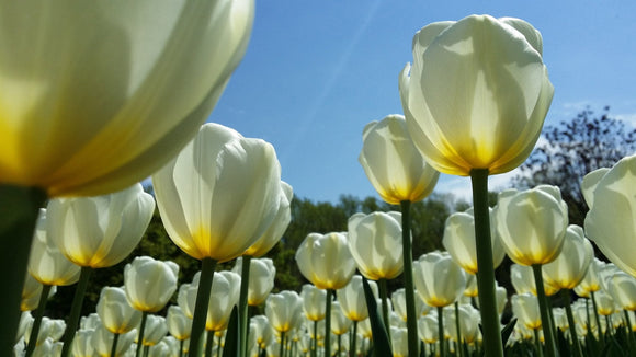 Buy Tulip Bulbs Royal Virgin UK Delivery