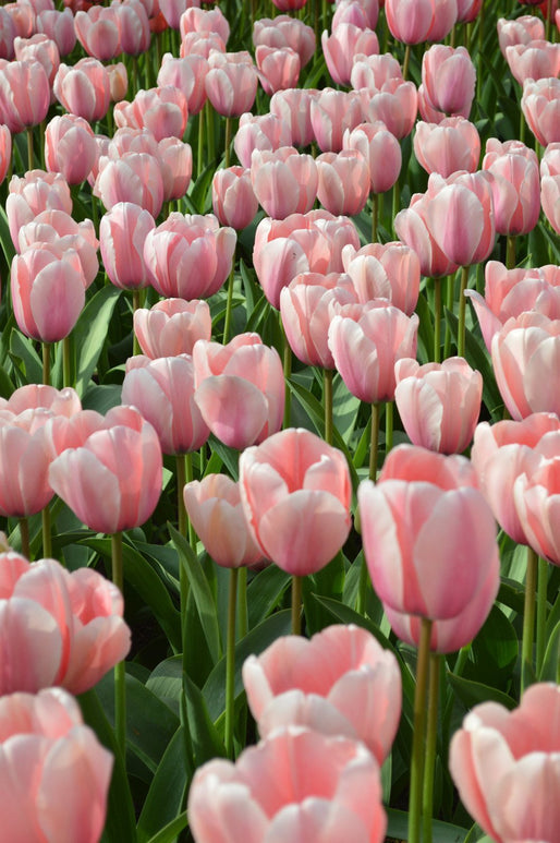 Tulp Salmon Impression bloembollen
