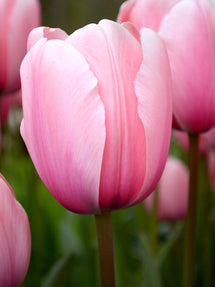 Tulp Salmon Impression