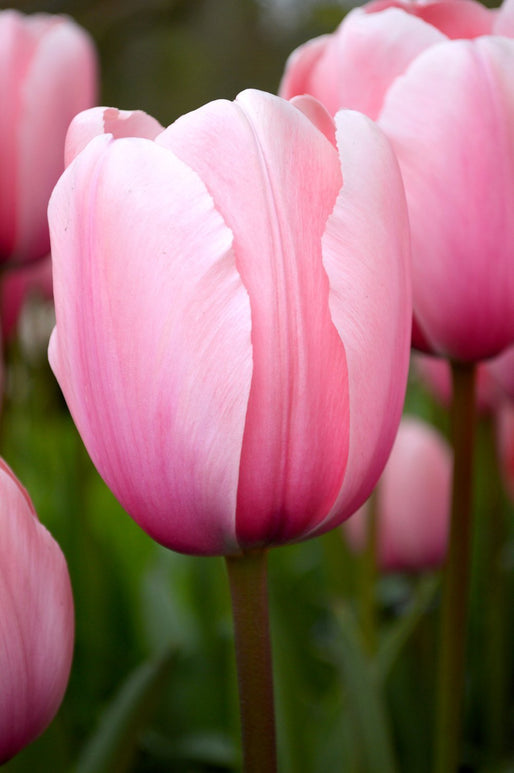 Tulp Salmon Impression