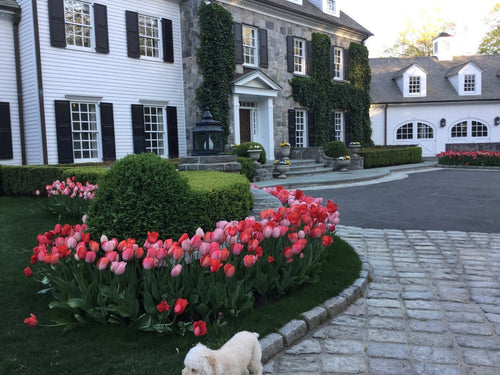 Tulip Bulbs - Strawberry Fields Collection