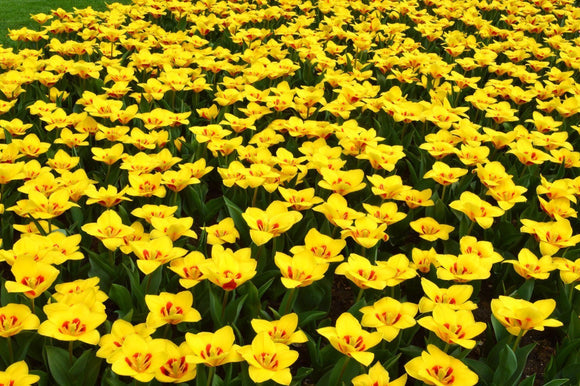 Tulp Stresa - Geel Bollen