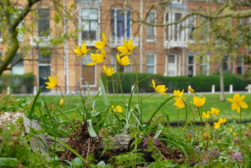 Tulp Sylvestris Bollen