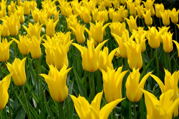 Kopen Tulp West Point