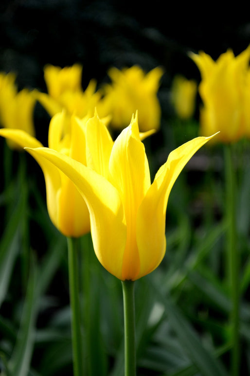 Kopen Tulp West Point