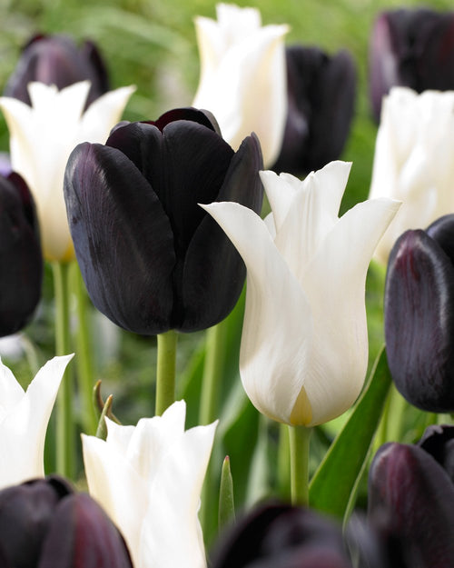 Tulp Zebra Collection