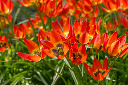 Wild Tulip Bulbs Little Princess orange