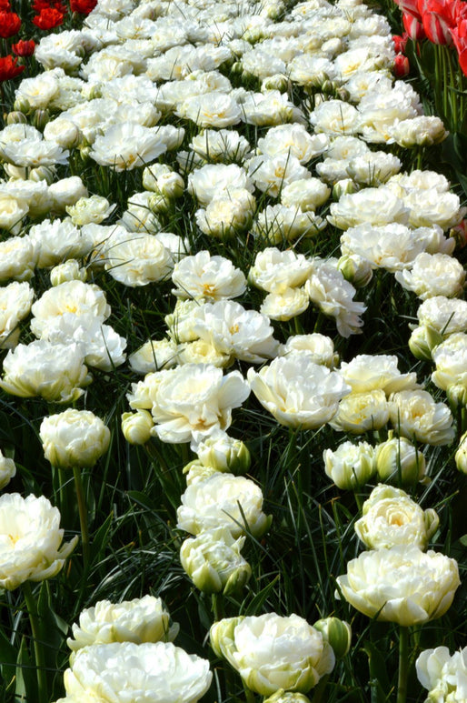 Tulpen Bollen Mondial (pioen-achtig)