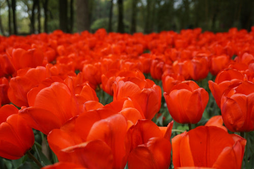Tulip Orange XXL - Huge Orange Tulip from Holland - UK Shipping