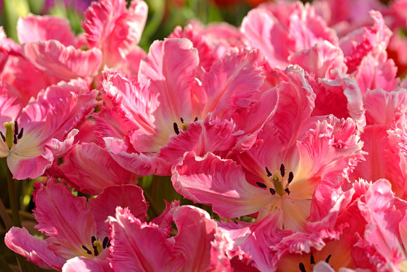 Tulip Bulbs Parrot Pink Vision