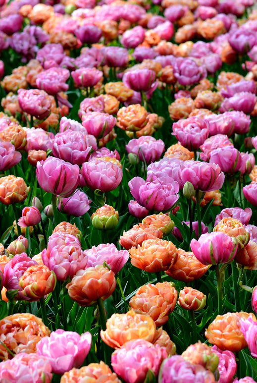 Tulpen Collectie Peony Party - Bloembollen