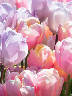 Tulp Perfect Pastel Collection