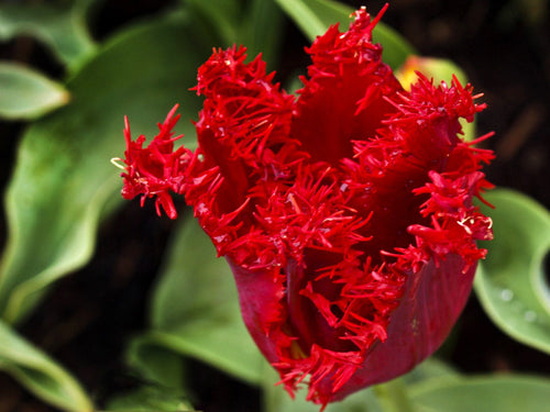 Red Fringed Tulip Bulbs Philly Belle