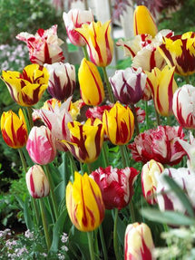 Tulp Rembrandt Mix