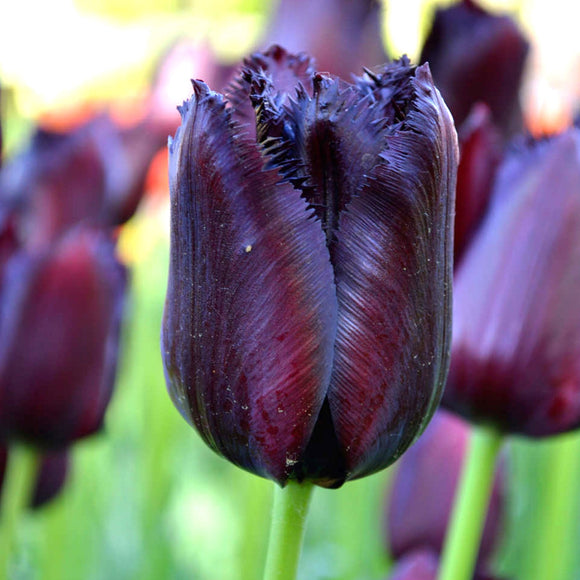 Tulp Vincent van Gogh