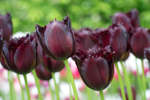 Tulp Vincent van Gogh