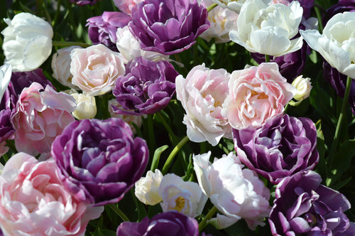 Tulp Wedding Gift Collection