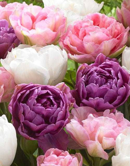 Tulp Wedding Gift Collection