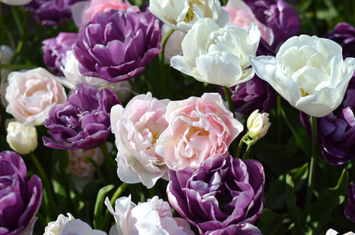 Tulp Wedding Gift Collection