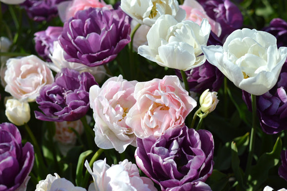 Tulp Wedding Gift Collection