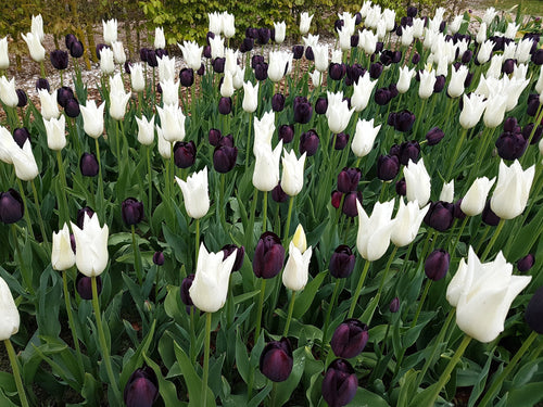 Kopen Tulp Zebra Collection