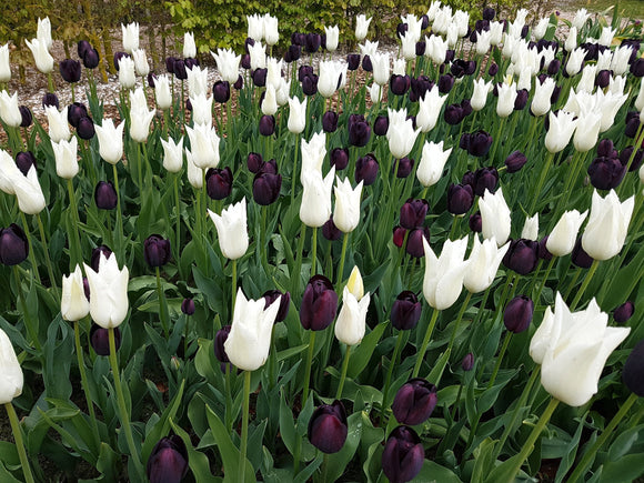 Kopen Tulp Zebra Collection