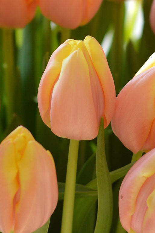 Tulip Mango Charm, Peach, Pink, Orange and Yellow Flower bulbs