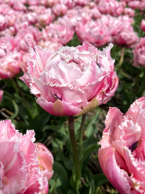 Kopen Tulp Sugar Crystal