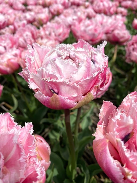Kopen Tulp Sugar Crystal