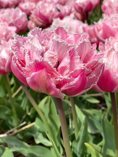 Roze Bol - Tulp Sugar Crystal